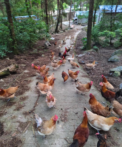 小众送妈妈的花有哪些花