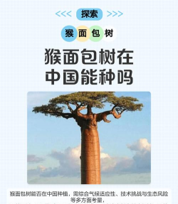 猴面包树在中国能种吗