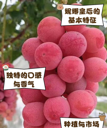 小众送妈妈的花有哪些花