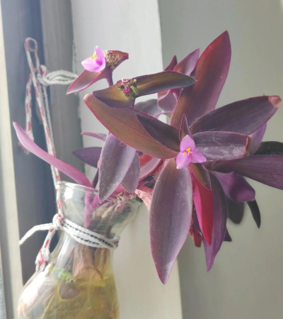 小众送妈妈的花有哪些花