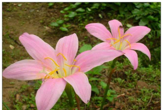 小众送妈妈的花有哪些花