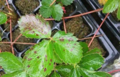 小众送妈妈的花有哪些花