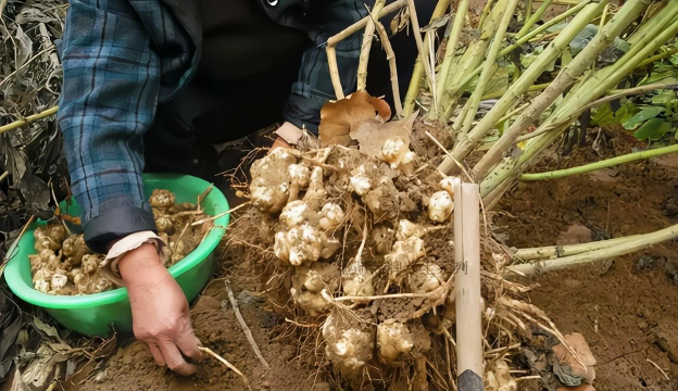 小众送妈妈的花有哪些花