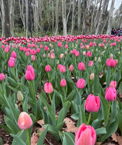 合肥植物园11月有什么花