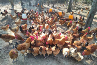 小众送妈妈的花有哪些花