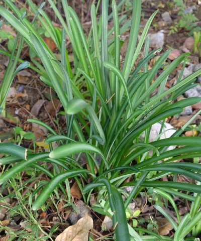 小众送妈妈的花有哪些花