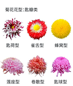 菊花花瓣形状