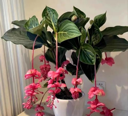 小众送妈妈的花有哪些花