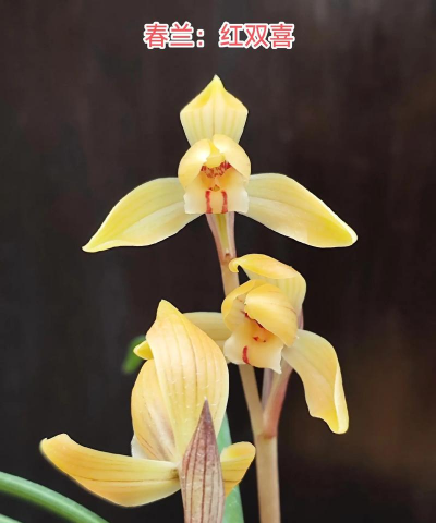 红双喜兰花属于什么兰种