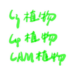 小众送妈妈的花有哪些花