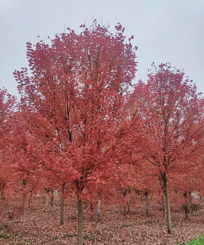 美国红枫有几个品种