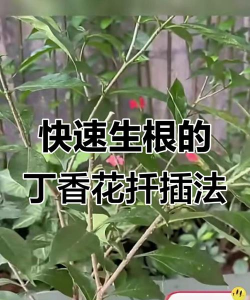 小众送妈妈的花有哪些花