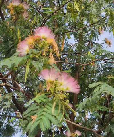 小众送妈妈的花有哪些花