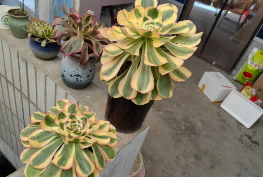 小众送妈妈的花有哪些花