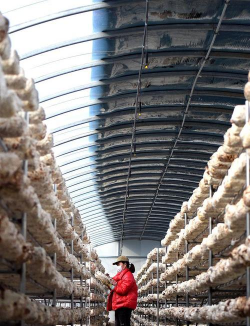 小众送妈妈的花有哪些花