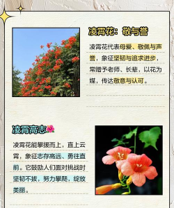 小众送妈妈的花有哪些花