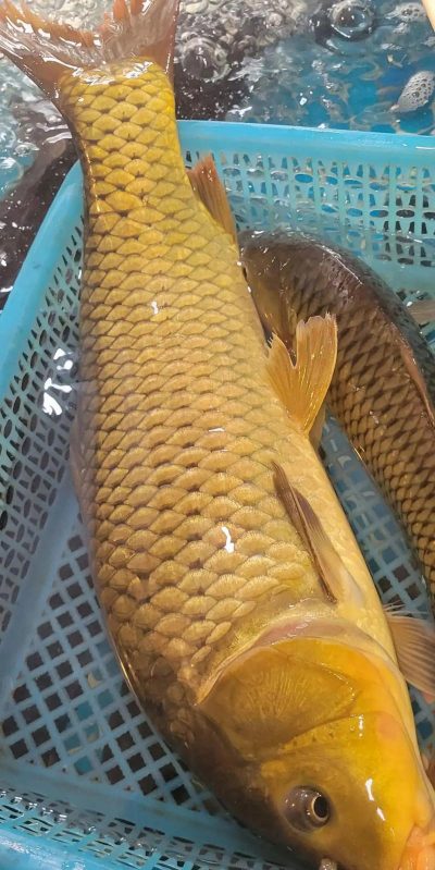 黄姜鲤鱼是什么品种