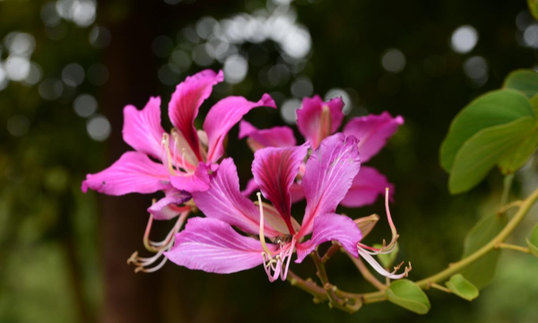 小众送妈妈的花有哪些花