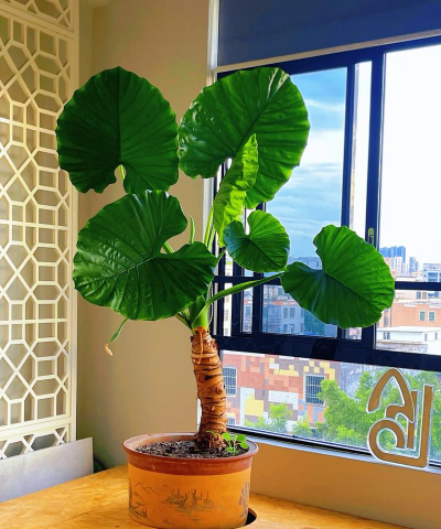 小众送妈妈的花有哪些花