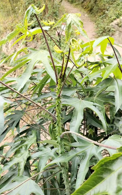 小众送妈妈的花有哪些花