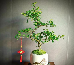 小众送妈妈的花有哪些花