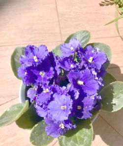 小众送妈妈的花有哪些花