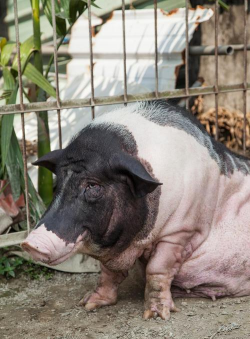 小众送妈妈的花有哪些花
