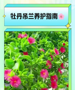 小众送妈妈的花有哪些花