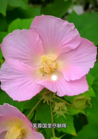 小众送妈妈的花有哪些花