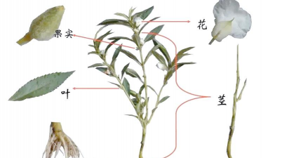小众送妈妈的花有哪些花