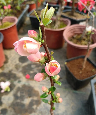 小众送妈妈的花有哪些花