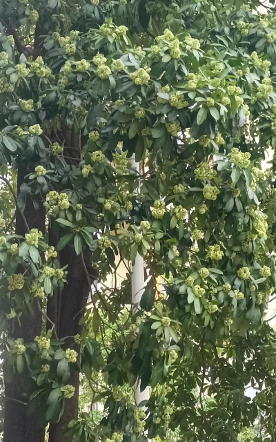 小众送妈妈的花有哪些花