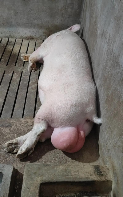 小众送妈妈的花有哪些花