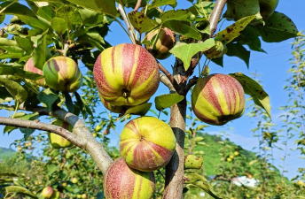 最高档的梨树新品种