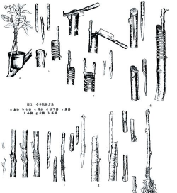 小众送妈妈的花有哪些花