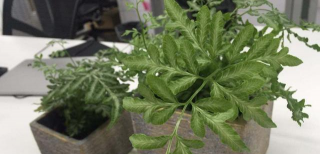 小众送妈妈的花有哪些花