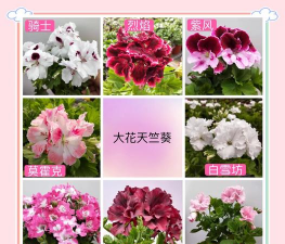 小众送妈妈的花有哪些花