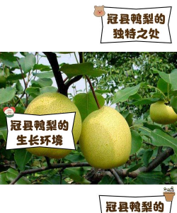 故乡的鸭梨三个生长过程