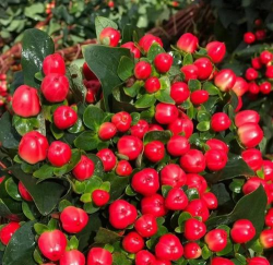 相思豆是什么植物