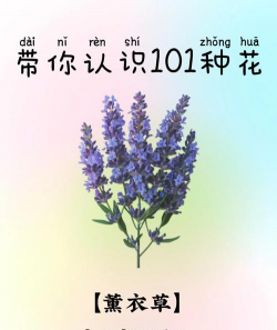 小众送妈妈的花有哪些花