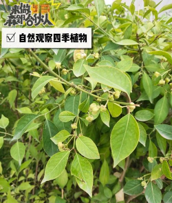 杜仲科植物的果实是