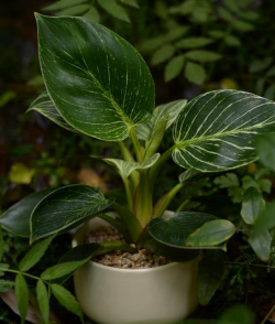 小众送妈妈的花有哪些花