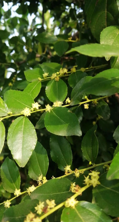 小众送妈妈的花有哪些花