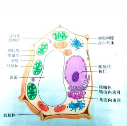 小众送妈妈的花有哪些花