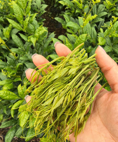 藤茶是什么植物