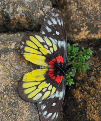 小众送妈妈的花有哪些花