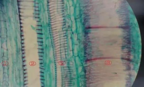 小众送妈妈的花有哪些花