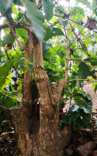 小众送妈妈的花有哪些花