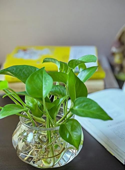 小众送妈妈的花有哪些花