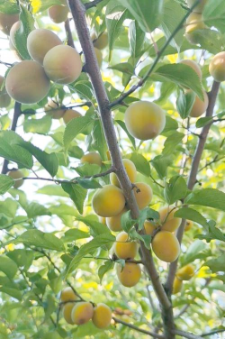 小众送妈妈的花有哪些花